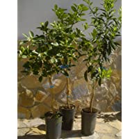 Set de 3 árboles cítricos: limonero- Mandarino y Naranjo
